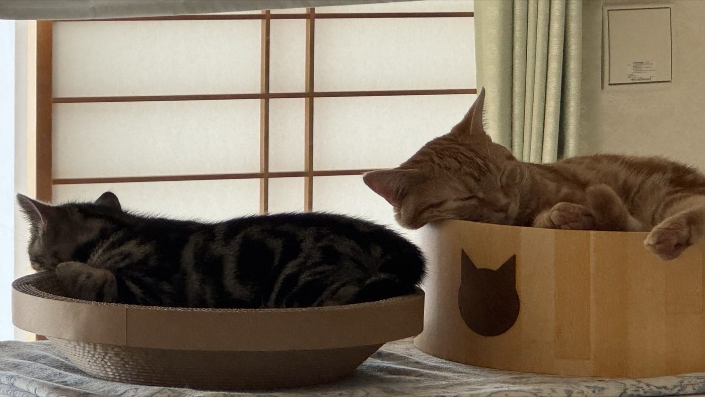 猫壱バリバリボウルとスリーコインズの爪とぎでそれぞれ眠るつむぎと琥珀