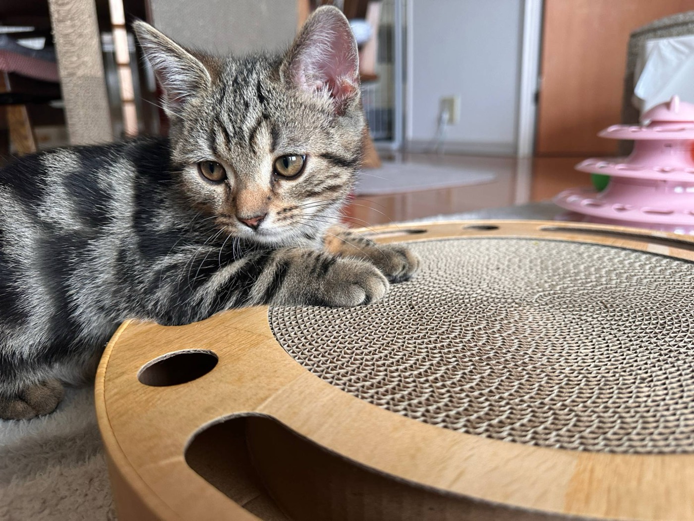 猫壱バリバリパッドコロコロボールで遊ぶ琥珀