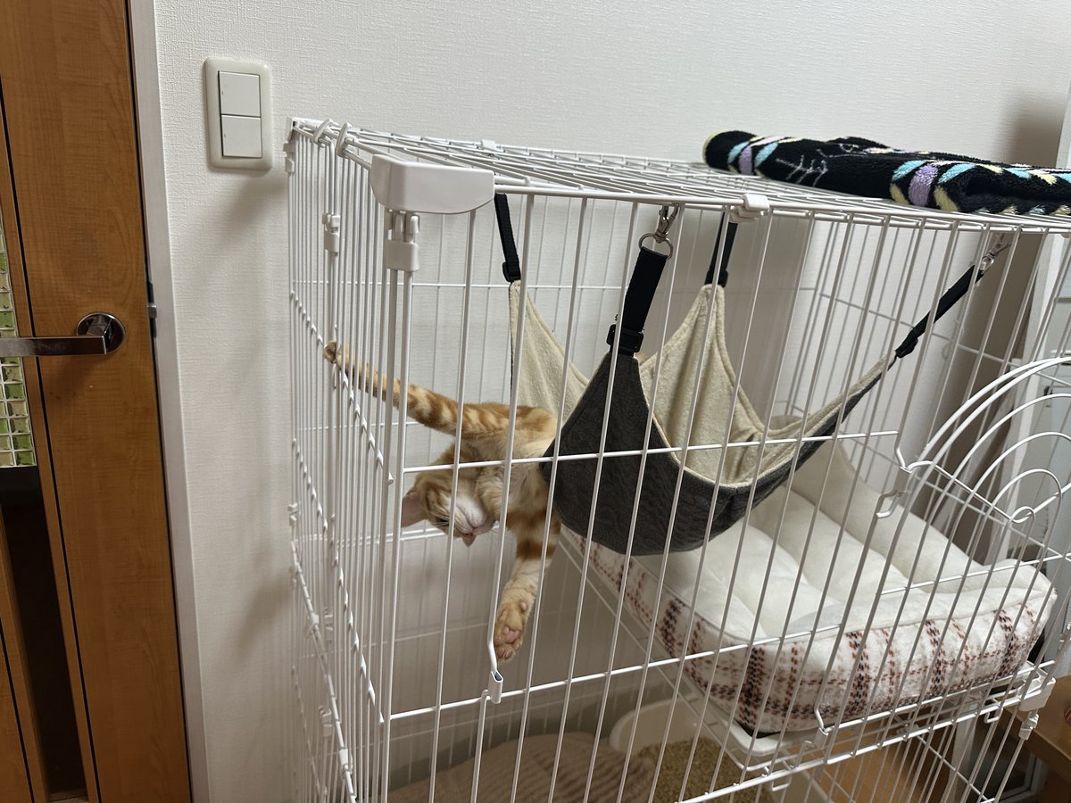 ハンモックから頭も手足もはみ出して外に出たそうにしている子猫時代のつむぎ