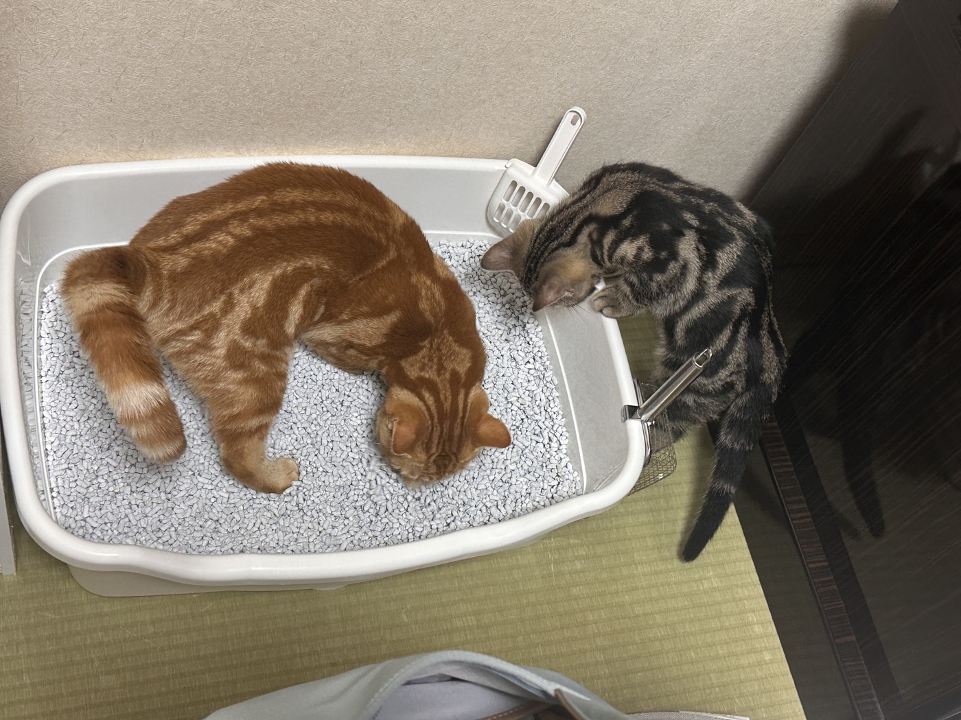 色が変わるタイプの猫砂を入れたトイレを囲む結と琥珀。左の茶トラが結、右のキジトラが琥珀