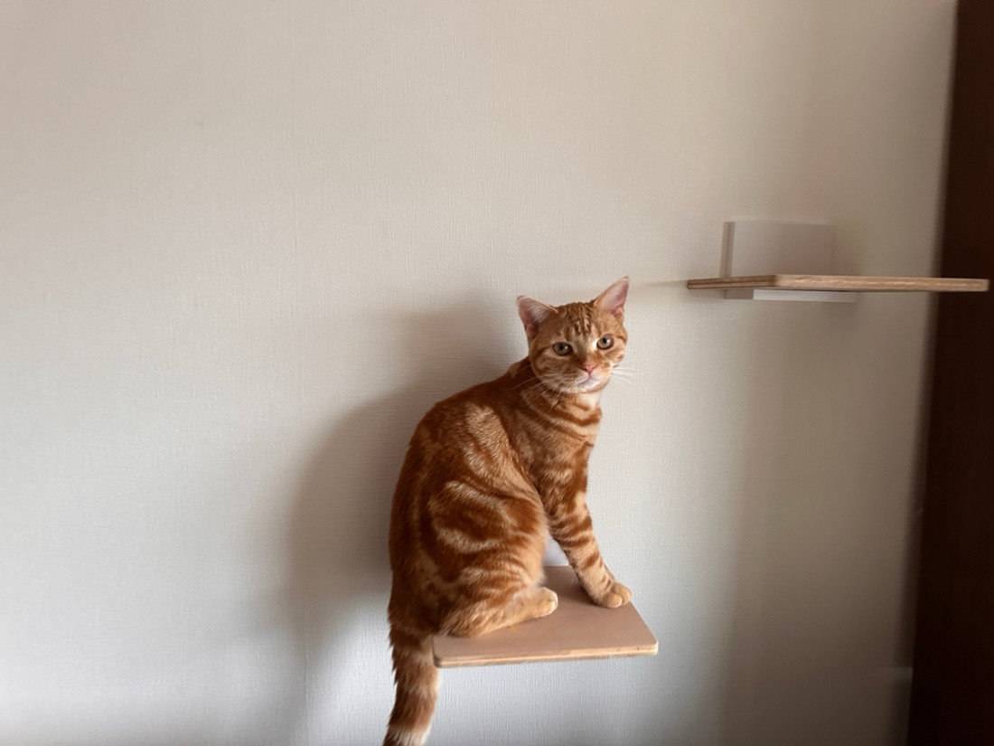キャットステップの上からこちらを見つめるつむぎ