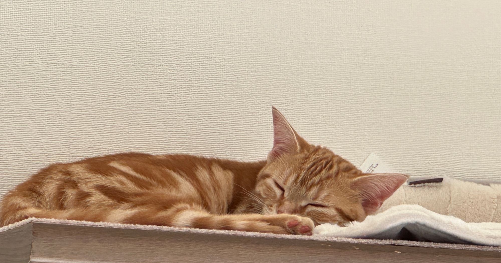 本棚の上でぐっすり眠るつむぎ