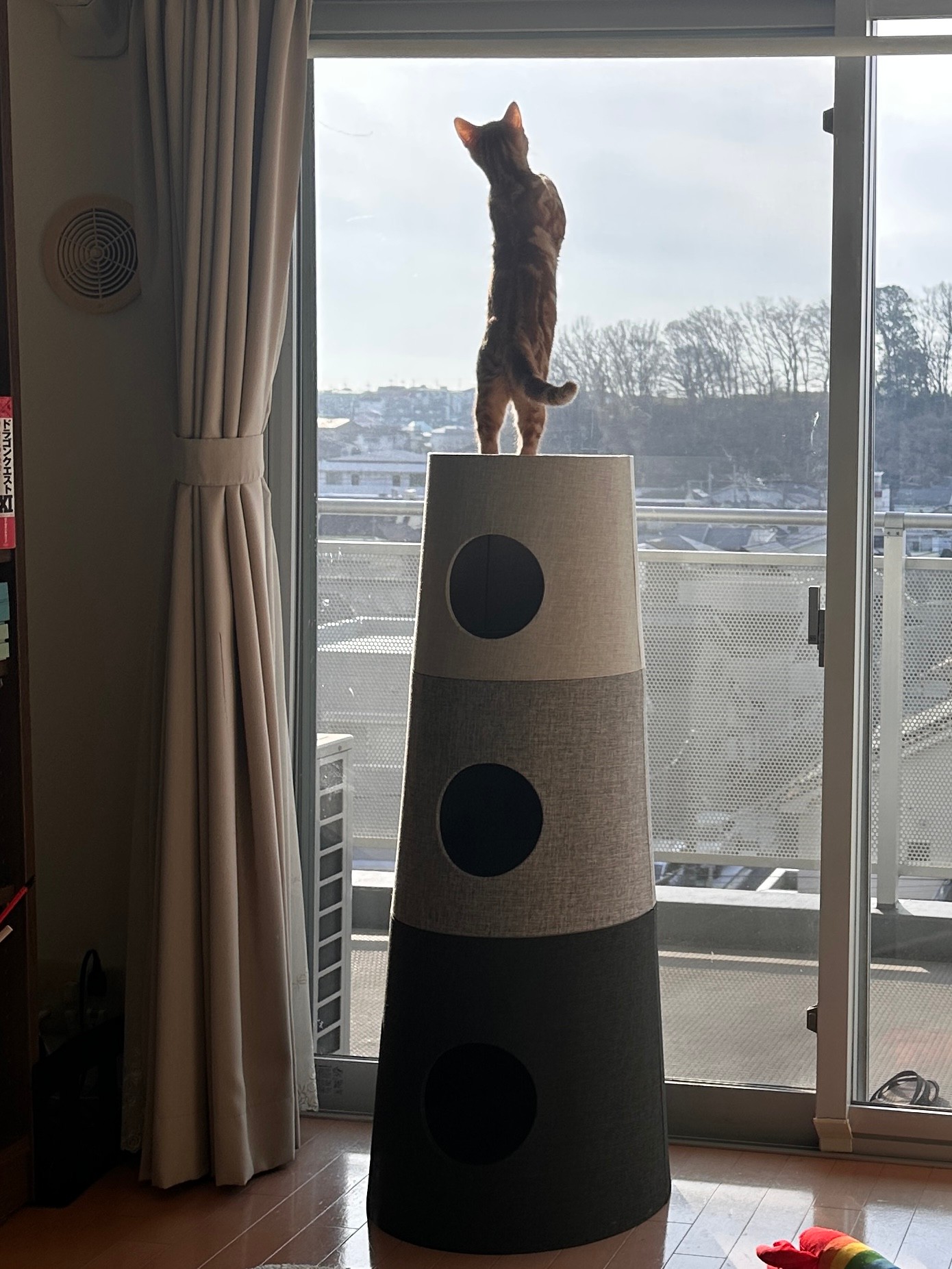 キャットタワーの上で外を眺める猫