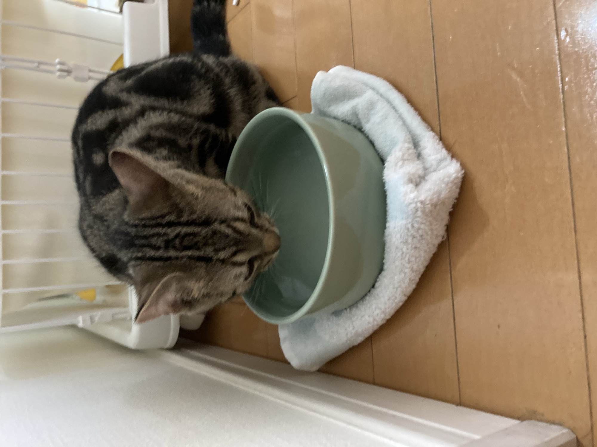 オーカッツ ヘルスウォーターで水を飲む琥珀