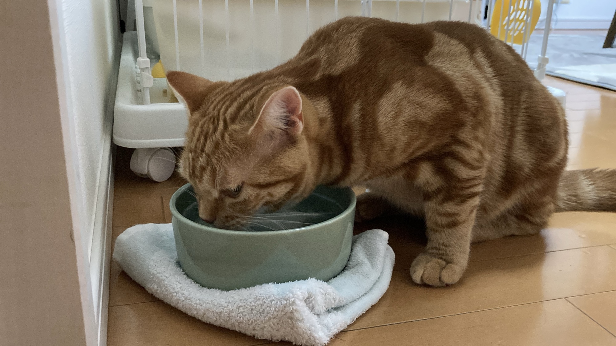 オーカッツ ヘルスウォーターで水を飲むつむぎ