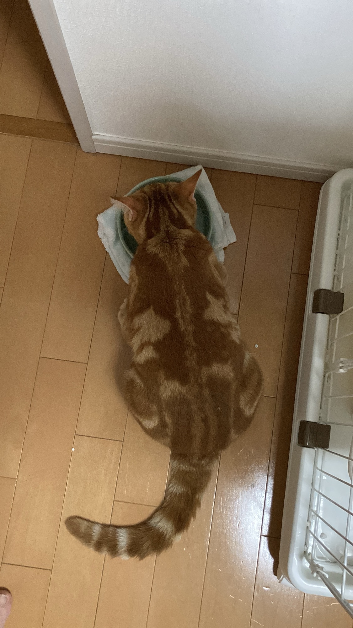頭を下げてヘルスウォーターの水を飲むつむぎ