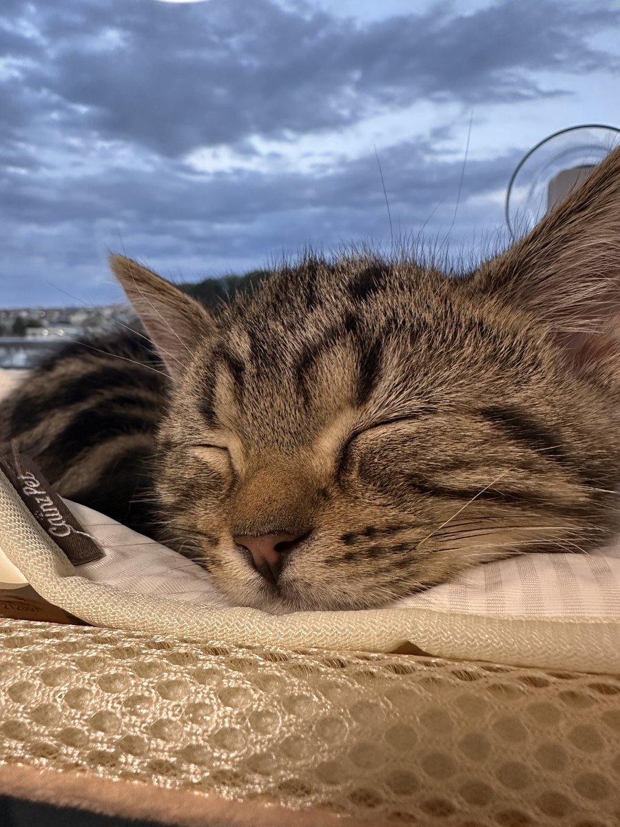 カインズのひんやりシートの上で気持ち良さそうに眠る琥珀