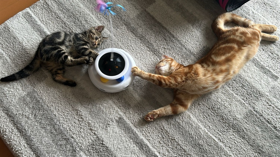 NUYIERAの電動猫おもちゃで遊ぶ琥珀とつむぎ