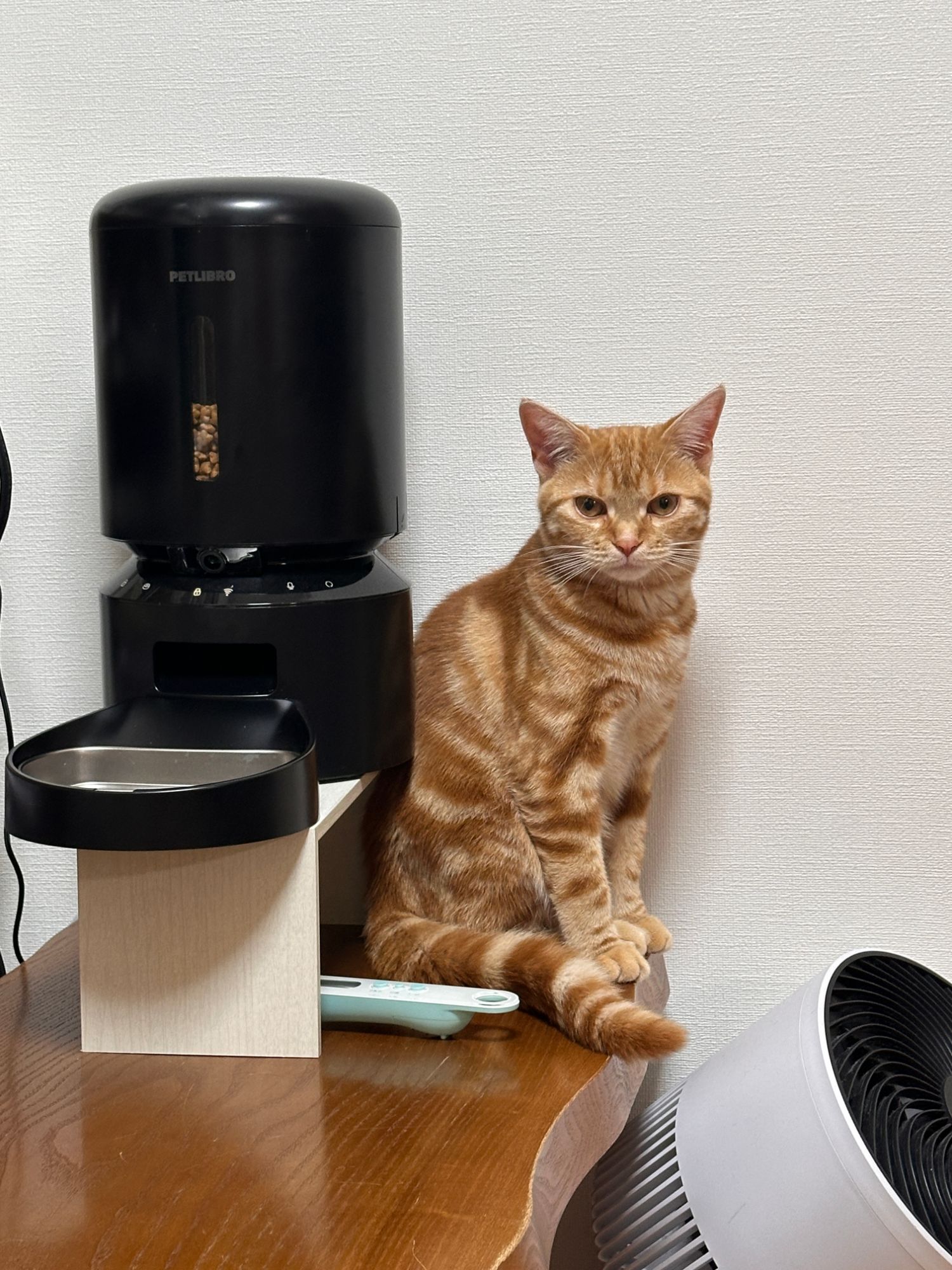 Petlibroカメラ付き自動給餌器の横に座るつむぎ