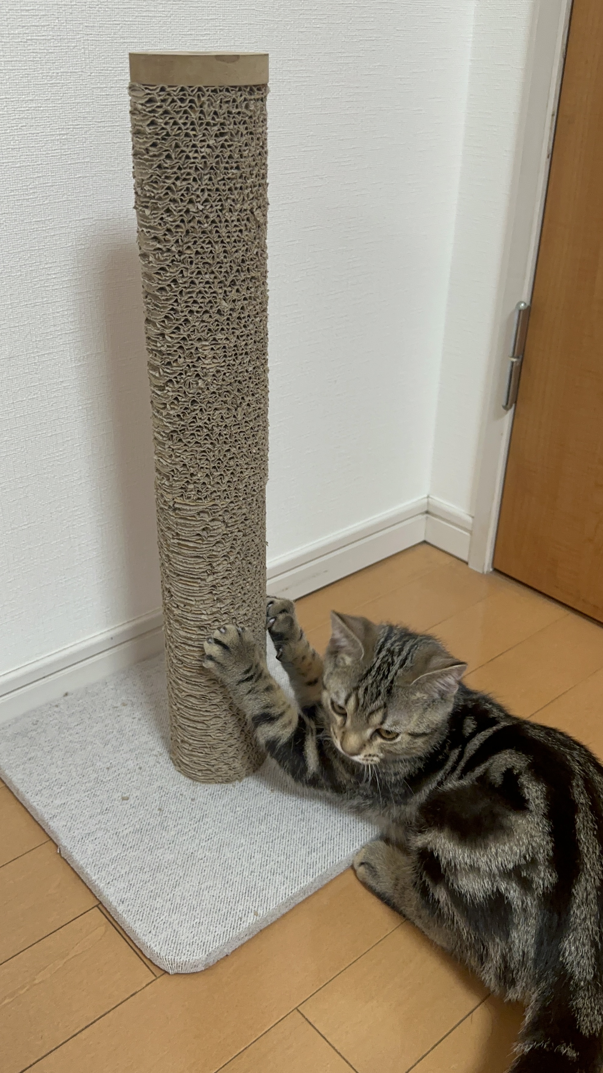 タワースタイルスクラッチャーに前足をかけて爪とぎをする琥珀