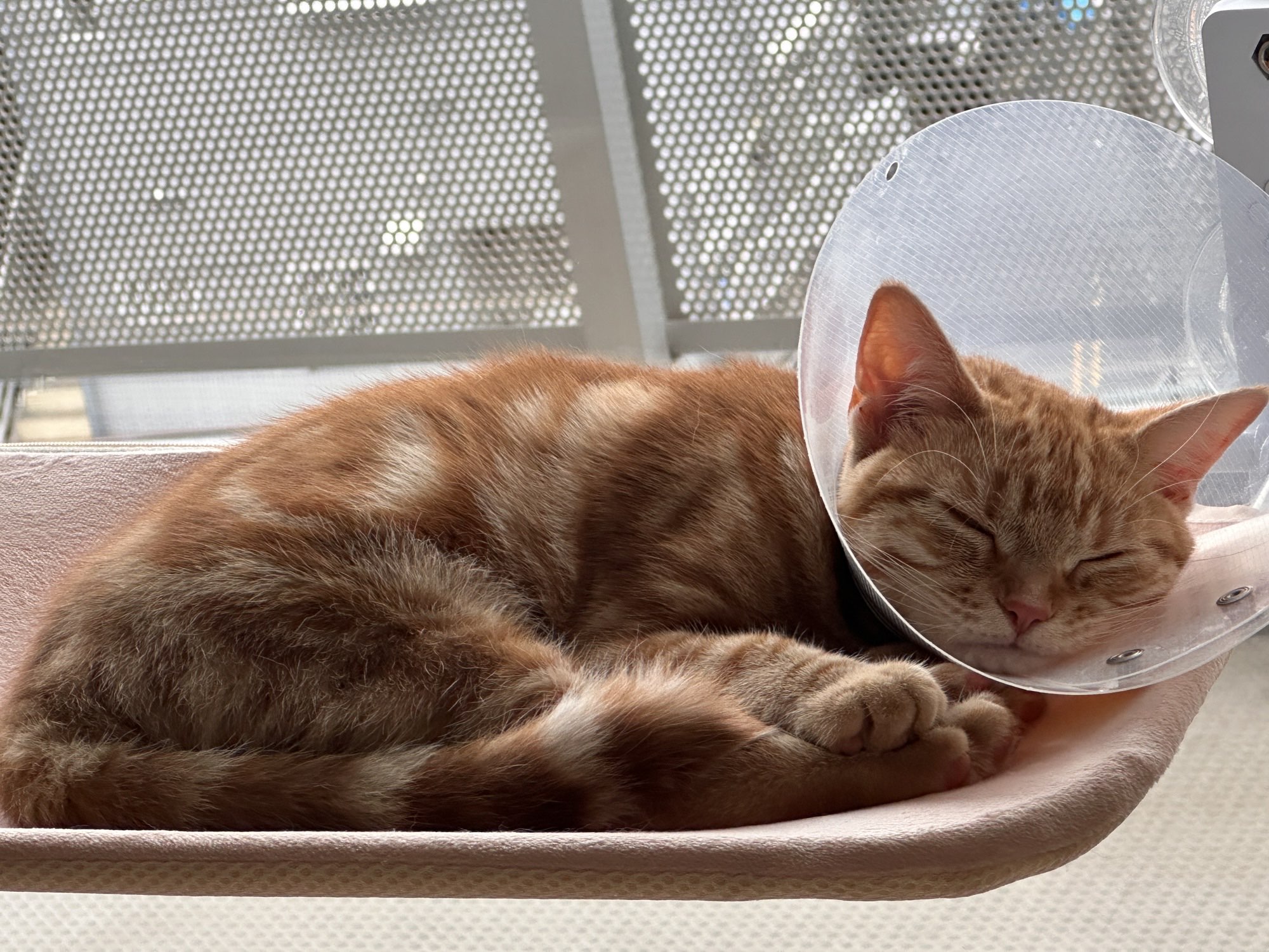 エリザベスカラーをつけて眠るつむぎ