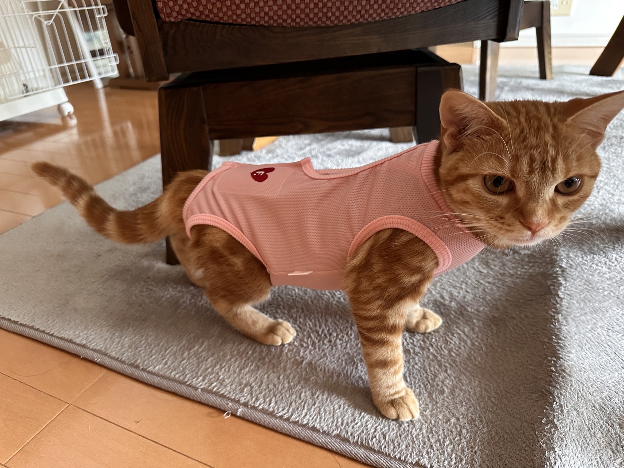 避妊手術後、術後服を着たつむぎ