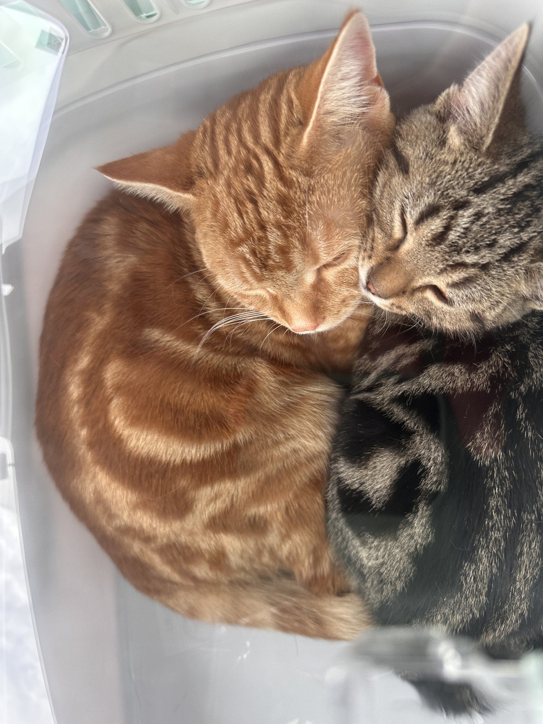 おでこをくっつけて寄り添って眠るつむぎと琥珀