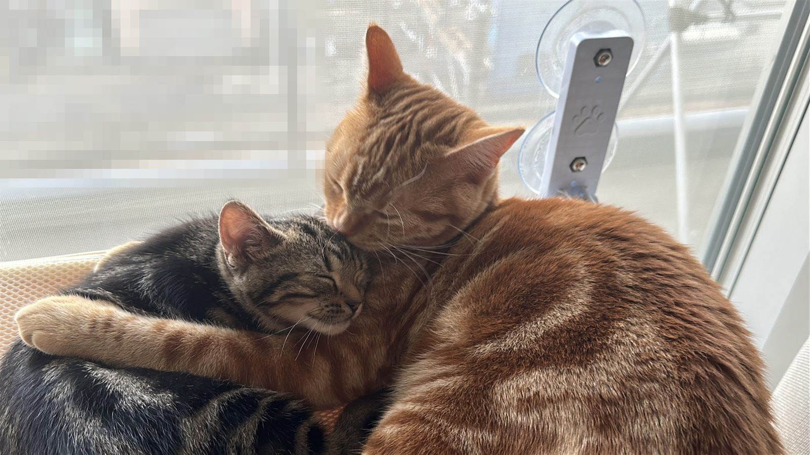つむぎちゃんと琥珀くんが寄り添っている写真